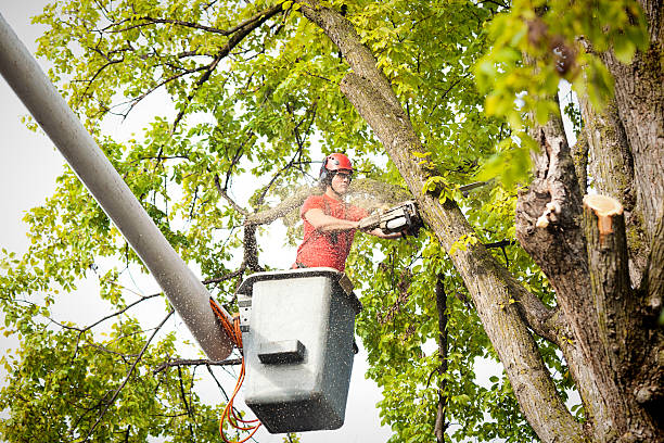 How Our Tree Care Process Works  in  Braham, MN